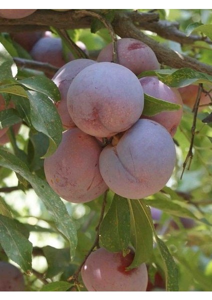 Erik Fidanı Autumn Giant 120 cm Açık Köklü