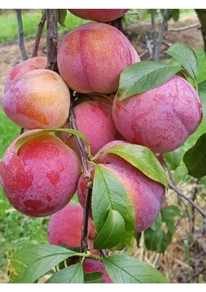 Erik Fidanı Autumn Giant 120 cm Açık Köklü fiyatları