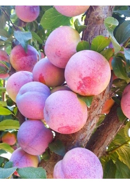 Erik Fidanı Autumn Giant 120 cm Açık Köklü modelleri