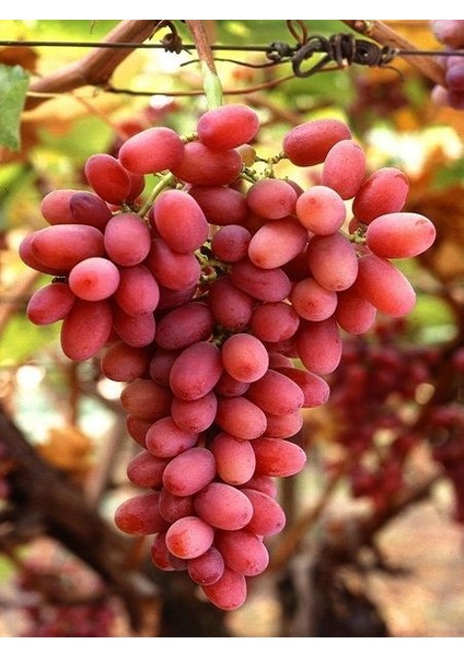 Asma Fidanı Crimson Seedless 20 40 cm Aşılı Açık Köklü