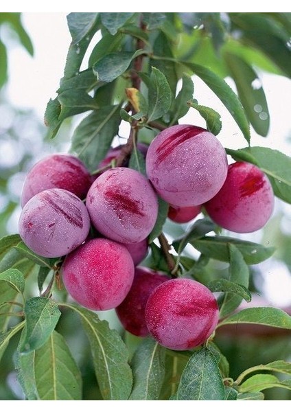 Erik Fidanı Santa Rosa Açık Köklü 120 cm Promosyon