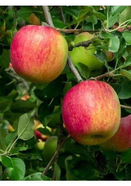 Elma Fidanı Summer Red 120 cm Açık Köklü