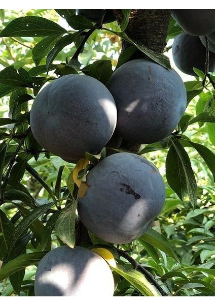 Erik Fidanı Black Beauty 120 cm Açık Köklü