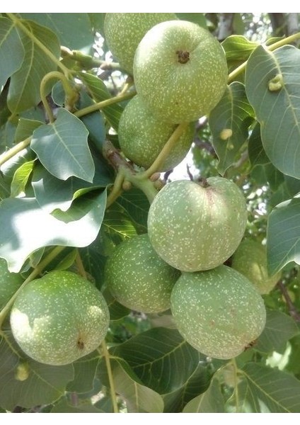 Ceviz Fidanı Kaman 5 60 cm Açık Köklü