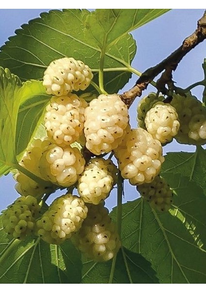 Beyaz Üzüm Fidanı 3 Yaş 120 cm Saksıda