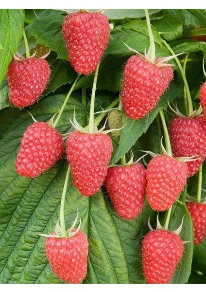 Ahududu Fidanı Kırmızı Uzun Rubus Idaeus Polka Saksıda