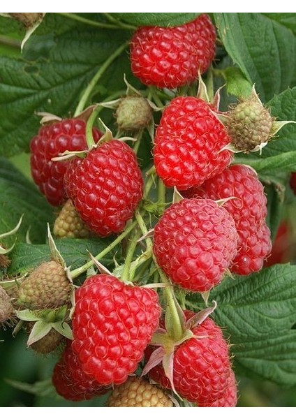 Ahududu Fidanı Kırmızı Uzun Rubus Idaeus Polka Saksıda fiyatları