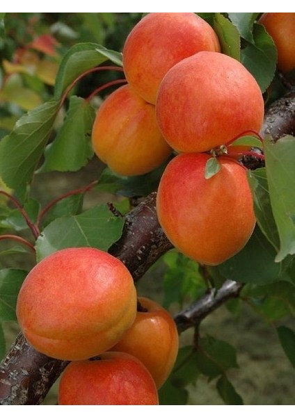 Kayısı Fidanı Malatya 120 cm Açık Köklü