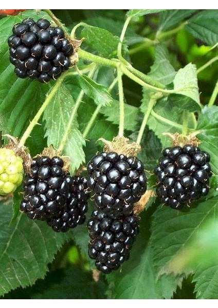 Böğürtlen Fidanı Rubus Fruticosus Chester Thornless 60 80 cm Saksıda