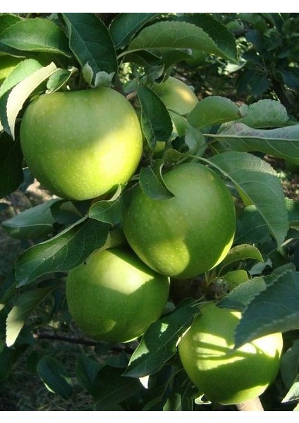 Elma Fidanı Granny Smith 120 cm Açık Köklü