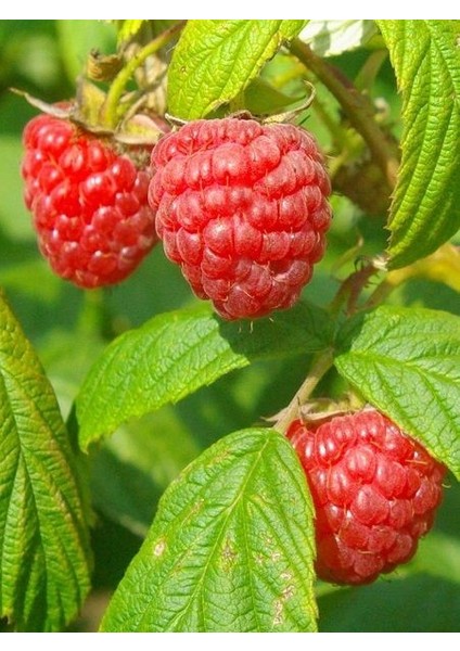 Ahududu Fidanı Kırmızı Saksıda Rubus Idaeus Heritage