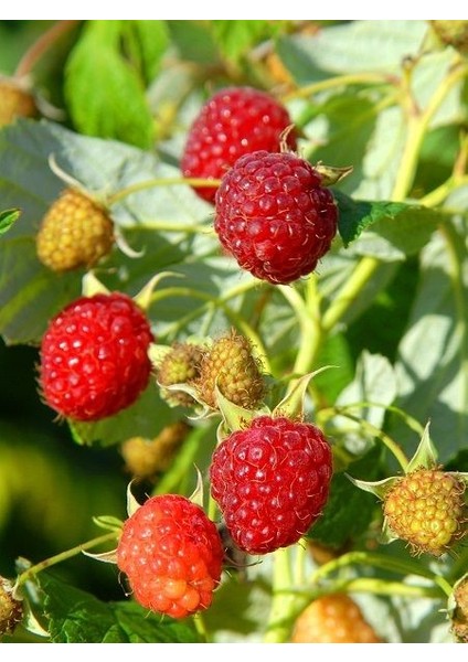 Ahududu Fidanı Kırmızı Saksıda Rubus Idaeus Heritage fiyatları