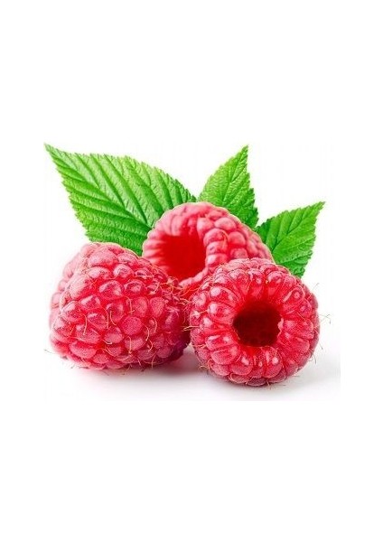 Ahududu Fidanı Kırmızı Saksıda Rubus Idaeus Heritage modelleri