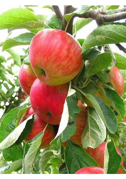 Elma Fidanı Erken Kırmızı 120 cm Açık Köklü