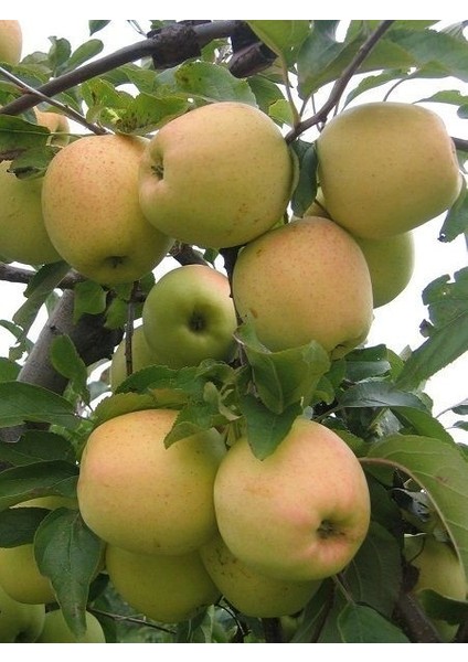 Elma Fidanı Golden Reinders 120 cm Açık Köklü