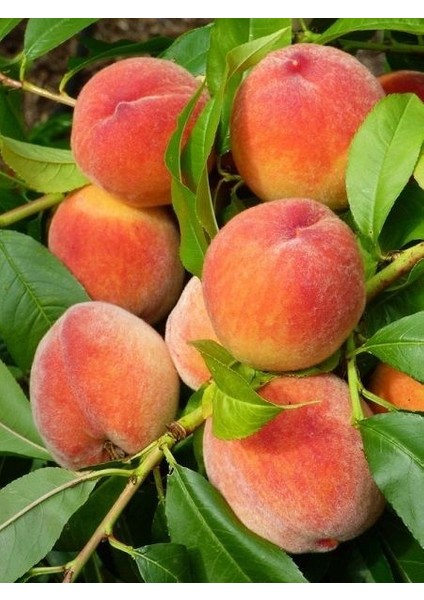 Şeftali Fidanı R1 Red Haven 120 cm Açık Köklü