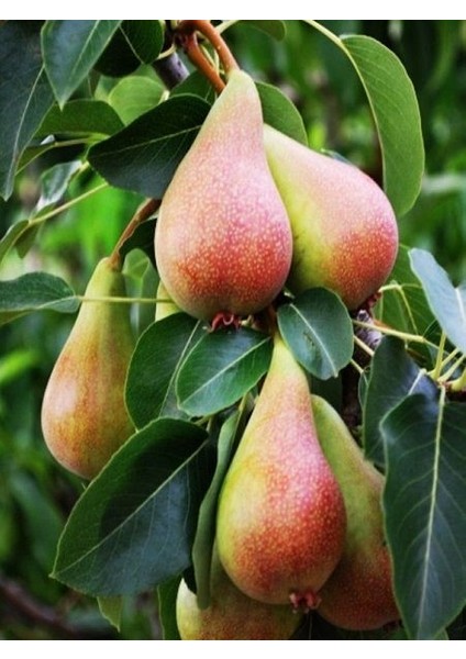 Armut Fidanı June Beauty 4 Yaş Saksıda