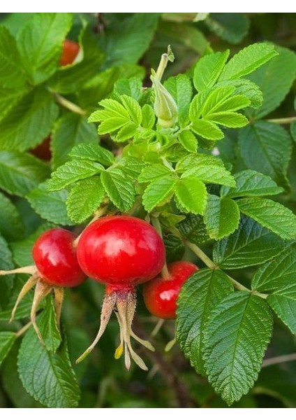Kuşburnu Fidanı Hollanda Tipi Rosa Rugosa 20 cm Saksıda