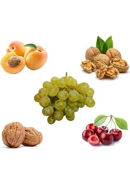 Ceviz Üzüm Kayısı Vişne Ceviz Fidanı Paket Kampanyası Açık Köklü