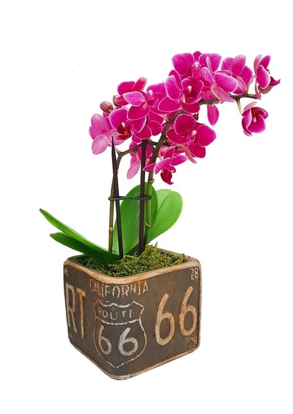 Mini Mor Orkide Ithal Kare Seramik California Baskılı Saksıda Canlı Bitki Hediye &25-30CM