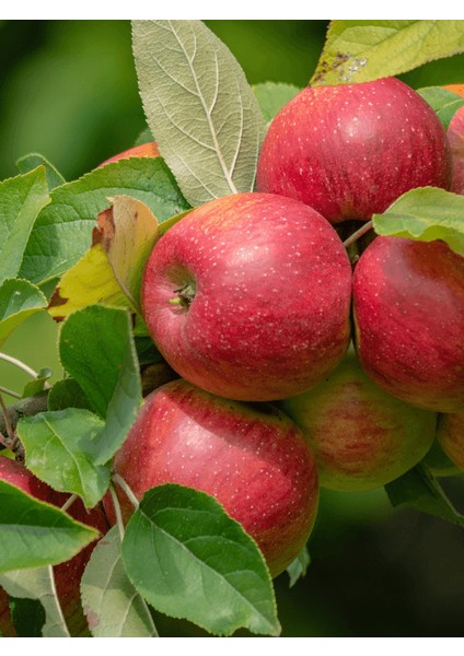 Elma Fidanı Braeburn 120 cm Açık Köklü