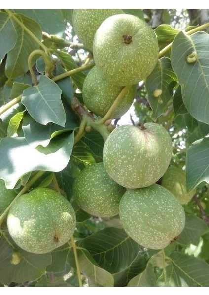 Ceviz Fidanı Kaman 5 60 cm