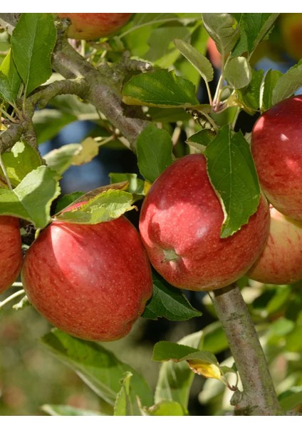 Elma Fidanı Braeburn 120 cm Saksıda