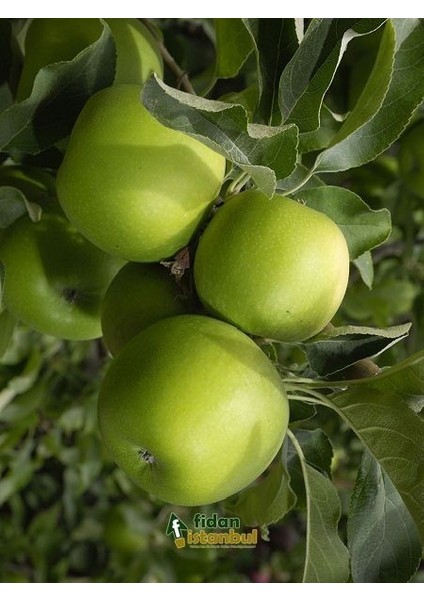 Elma Fidanı Grannys Smith 120 cm Açık Köklü