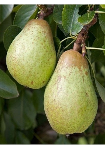 Armut Fidanı Williams 120 cm Açık Köklü