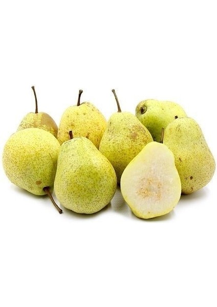 Armut Fidanı Margarite Marillat Kiefer 120 cm Açık Kök fiyatları