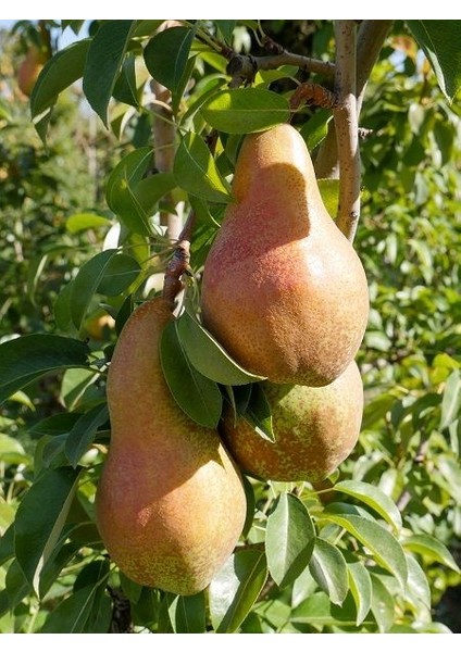 Armut Fidanı Carmen 120 cm Açık Köklü