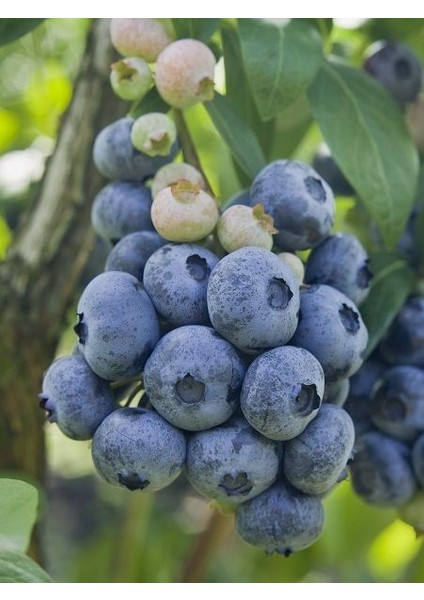 Yaban Mersini Fidanı Vaccinium Corymbosum Blueberry 3 Yaş Saksıda