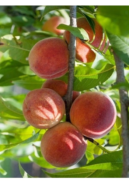 Şeftali Fidanı Dixired 120 cm