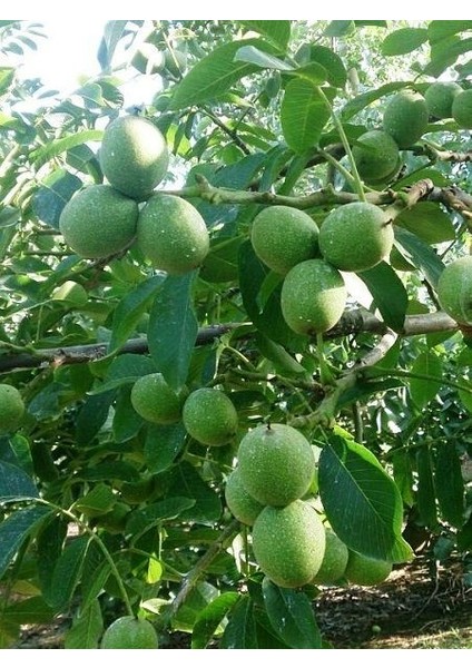 Amerikan Cevizi 8 Adet Chandler 2 Adet Franquette Paket Fidan Kampanyası