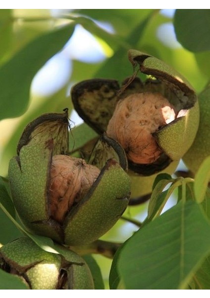 Amerikan Cevizi 8 Adet Chandler 2 Adet Franquette Paket Fidan Kampanyası fiyatları