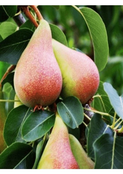 Armut Fidanı June Beauty Haziran Güzeli 120 cm Açık Köklü