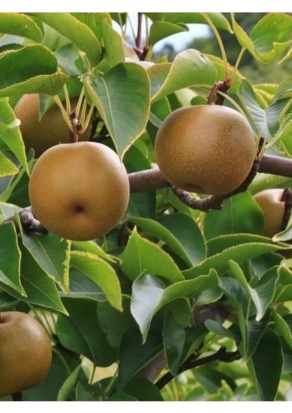 Armut Fidanı Nashi Hosui 120 cm Açık Köklü fiyatları