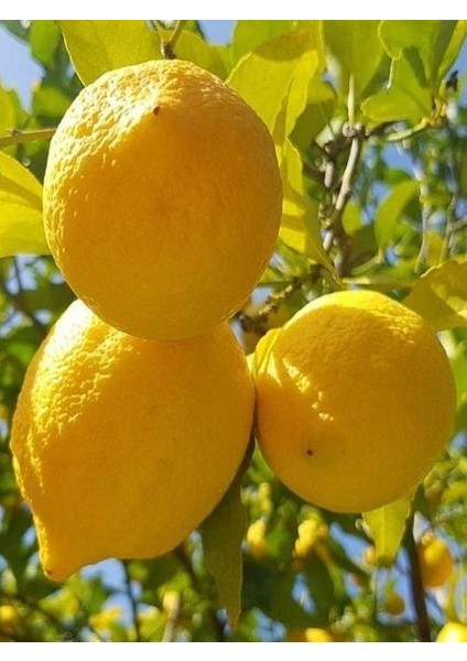 Limon Fidanı Yediveren Citrus Limon 3 4 Yaş 120 cm Saksıda