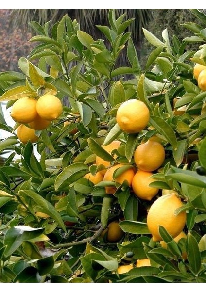 Limon Fidanı Yediveren Citrus Limon 3 4 Yaş 120 cm Saksıda fiyatları