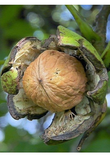 Ceviz Fidanı Juglans Regia