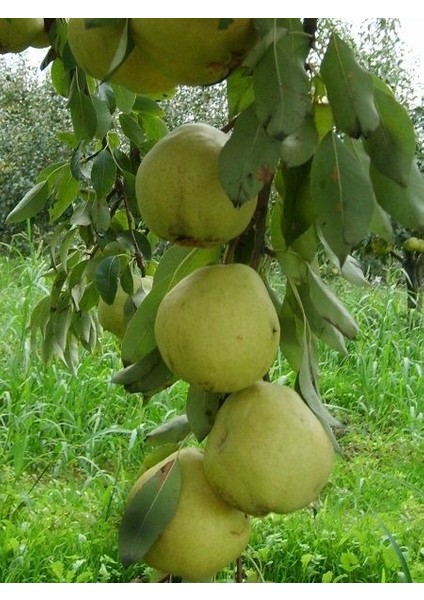 Armut Fidanı Ankara 120 cm Açık Kök