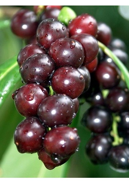 Karayemiş Fidanı Laz Kirazı Prunus Laurocerasus 3 Yaş Saksıda