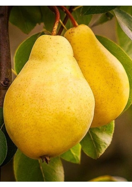 Armut Fidanı Mustafa Bey 120 cm Açık Kök