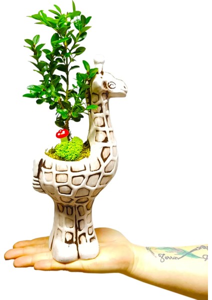 Buxus Bonsai & El Yapımı Seramik Zürafa Saksıda Iç Mekan Bitkileri Dekor Ev Bitkisi 20-25 cm