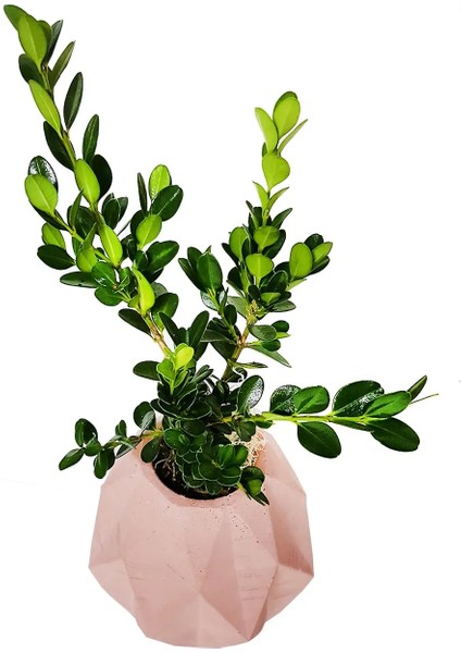 Buxus Bonsai Pure Serisi Beton Saksıda Tasarım & Dekoratif Iç Mekan Bitkileri & 20-25 cm
