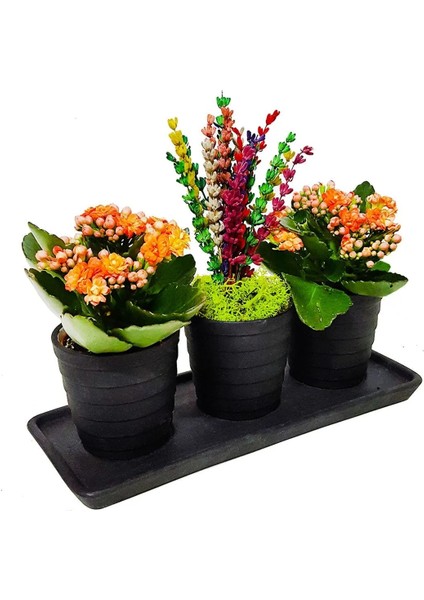 2'li Kalanchoe ve Renkli Kuru Lavanta Seramik Vazo Set Saksıda & Ev Dekor Ev Hediyesi Çiçek