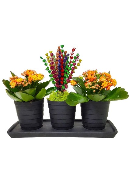 2'li Kalanchoe ve Renkli Kuru Lavanta Seramik Vazo Set Saksıda & Ev Dekor Ev Hediyesi Çiçek fiyatları