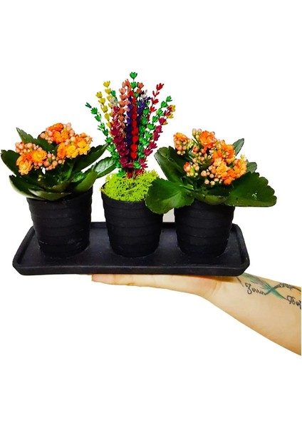2'li Kalanchoe ve Renkli Kuru Lavanta Seramik Vazo Set Saksıda & Ev Dekor Ev Hediyesi Çiçek modelleri