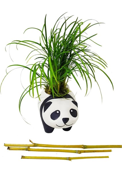 Panda Ophiopogon Canlı Bitki & Bambu Panda & Iç Mekan & Salon Bitkisi & Ev Ofis Salon Bitkisi