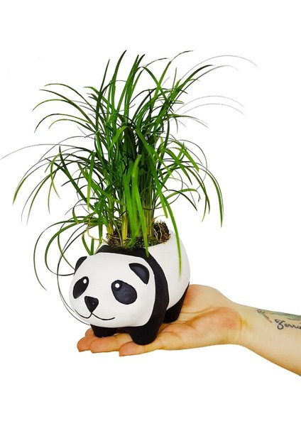 Panda Ophiopogon Canlı Bitki & Bambu Panda & Iç Mekan & Salon Bitkisi & Ev Ofis Salon Bitkisi fiyatları